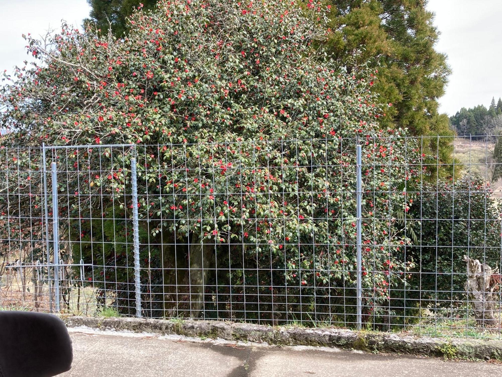 体験型農家民泊「お陽さまと風」 Apartamento Bungoono Exterior foto